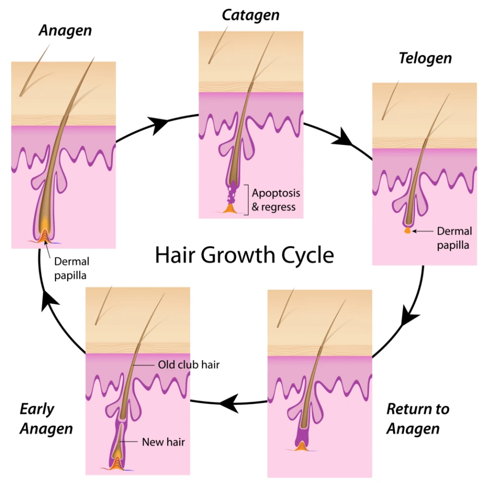 Hair Growth Circle